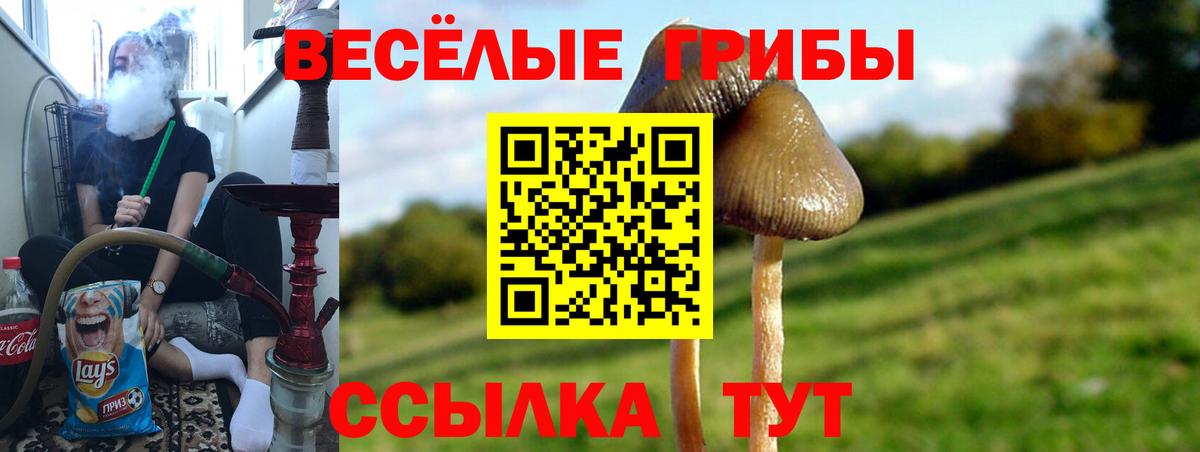 Галлюциногенные грибы Новосибирск
